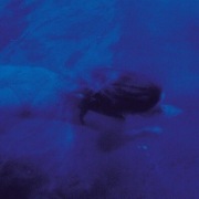 PEJZAŻ - BLUES CD folia The Very Polish Cut Outs