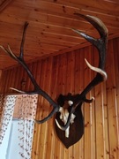 Poroże Jelenia na desce