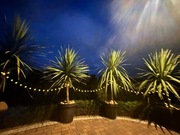 Kordyliny australijskie