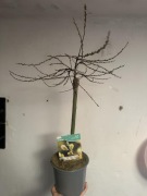 Wierzba na pniu Salix repens ’Iona’ - ozdobne drzewko z baziami