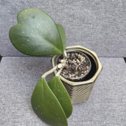 Hoya kerrii hoja kerri 