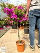 bugenwilla na pniu 60cm, Bougainvillea, C5, roślina tarasowa