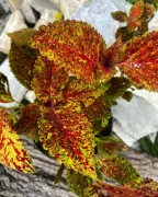 Koleus Nasiona Unikat 