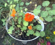 Nasturcja niska 20 nasion