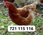 Kury Nioski Dowóz Gratis Cała Polska