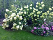 Chortensja bukietowa