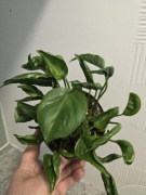 Nadwyżki parapetowe, epipremnum shangri la, godzilla, bardzo gęste