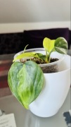 philodendron scandens