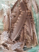 Piórka lotki słonka