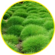 Trawa wieloletnia "Niedźwiedzie futro"