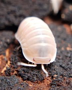 Cubaris murina "Papaya", isopody, 10 szt.
