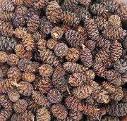 Szyszki olchy czarnej 100 sztuk 