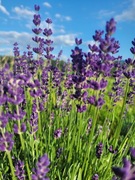 Nasiona lawendy HAVANA 