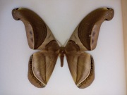 RHESCYNTHIS PSEUDOMARTII  M