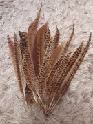 Długie sterówki bażanta długie pióra