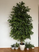 Fikus beniamina żywy 205cm