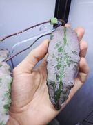 Hoya undulata silver, cięta sadzonka