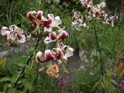 Lilia drzewiasta 50 n