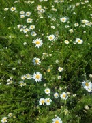 Kwiat rumianku suszony 30g rumianek