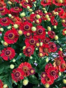 Dzielżan Helenium Ranchera -Bylina miododajna 