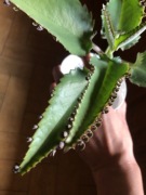 2x żyworódka, sadzonka, rozmnóżki, PROMOCJA