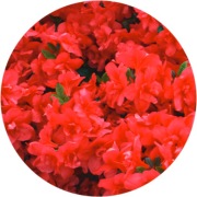 Azalia japońska Rosinetta 2L