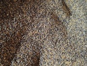 Nostrzyk biały, dwuletni, miododajny - nasiona