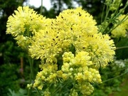 Rutewka orlikolistna Thalictrum aquilegifolium 20 nasion