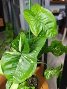 Syngonium panda 