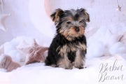 Yorkshire Terrier piesek