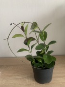 Hoja australis. 3 sadzonki w doniczce