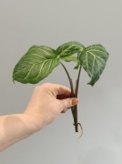 Syngonium Zroślicha