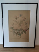 ROŚLINY BOTANIKA Plakat Vintage RÓŻA