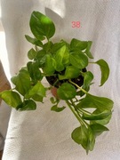 EPIPREMNUM GLOBAL GREEN