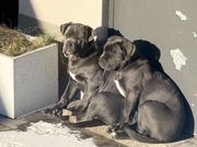 Suczka cane corso