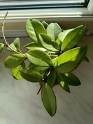 Hoja carnosa w doniczce