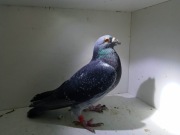 Gołąb pocztowy Schellens X Janssen