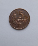 Moneta 5 groszy - 1949 rok.