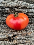 DWARF BUBBLE GUM Pomidor Kolekcjonerski / 169