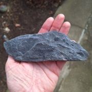 Skamieniałość odcisk paproci nasiennej Polymorphopteris