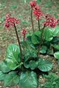 Bergenia sercolistna rotblum sadzonka
