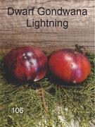 106-Dwarf Gondwana Lightning. Pomidory kolekcjonerskie.