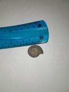 Skamielina naturalna amonit naturalny