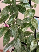 Hoya Lacunosa Snow Caps SADZONKA CIĘTA