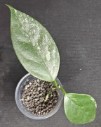 Hoya coriacea silver regres -sadzonka ukorzeniona