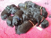 Sznaucer olbrzym_szczeniaki