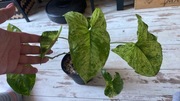 Syngonium Mottled Mojito cięty węzeł