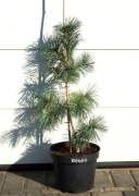 SOSNA DROBNOKWIATOWA BLAUER ENGEL * DUŻY OKAZ * SUPER