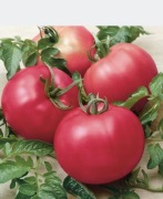 Pomidor malinowy sadzonka 