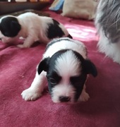 2 pieski York Biewer gotowe do adopcji od 22 lipca